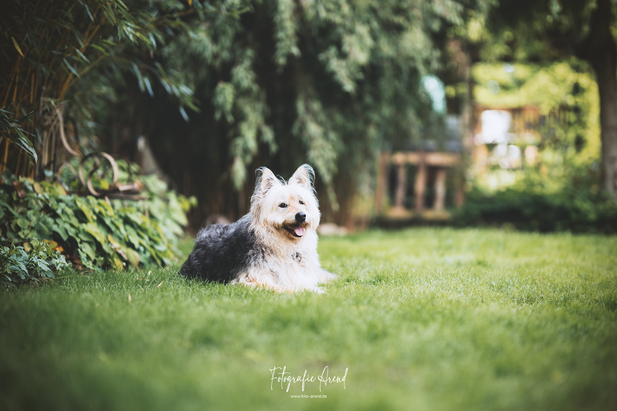 Tier Portrait