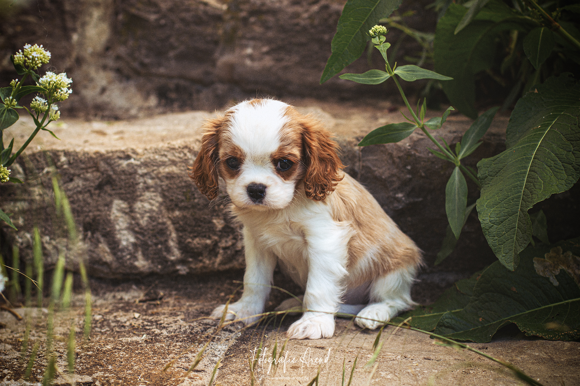 Tiere