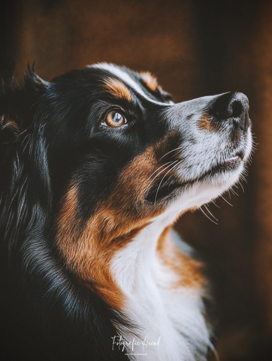 Tiere0001 Tiere0001